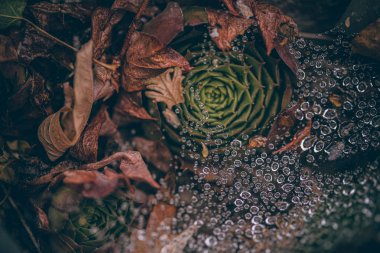 Güzel sonbahar yaprakları ve yağmur sonrası su damlaları. Muhteşem sonbahar renkleri. Bulanık makro yapraklar. Renkli sonbahar yapraklarına düşen yağmur damlalarıyla örümcek ağı yakın plan.