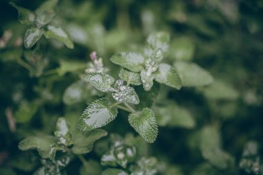 Güzel sonbahar yaprakları ve yağmur sonrası su damlaları. Muhteşem sonbahar renkleri. Bulanık makro yapraklar. Renkli sonbahar yapraklarına düşen yağmur damlalarıyla örümcek ağı yakın plan.