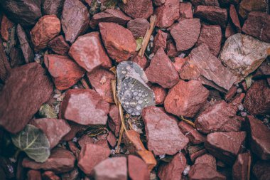 Güzel sonbahar yaprakları ve yağmur sonrası su damlaları. Muhteşem sonbahar renkleri. Bulanık makro yapraklar. Renkli sonbahar yapraklarına düşen yağmur damlalarıyla örümcek ağı yakın plan.