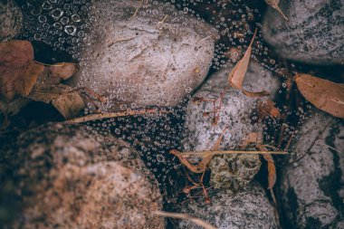 Güzel sonbahar yaprakları ve yağmur sonrası su damlaları. Muhteşem sonbahar renkleri. Bulanık makro yapraklar. Renkli sonbahar yapraklarına düşen yağmur damlalarıyla örümcek ağı yakın plan.