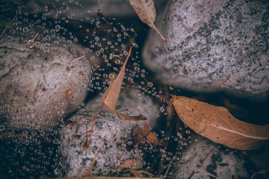 Güzel sonbahar yaprakları ve yağmur sonrası su damlaları. Muhteşem sonbahar renkleri. Bulanık makro yapraklar. Renkli sonbahar yapraklarına düşen yağmur damlalarıyla örümcek ağı yakın plan.