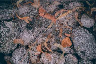 Güzel sonbahar yaprakları ve yağmur sonrası su damlaları. Muhteşem sonbahar renkleri. Bulanık makro yapraklar. Renkli sonbahar yapraklarına düşen yağmur damlalarıyla örümcek ağı yakın plan.