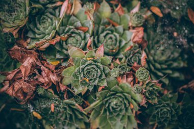Güzel sonbahar yaprakları ve yağmur sonrası su damlaları. Muhteşem sonbahar renkleri. Bulanık makro yapraklar. Renkli sonbahar yapraklarına düşen yağmur damlalarıyla örümcek ağı yakın plan.