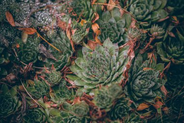 Güzel sonbahar yaprakları ve yağmur sonrası su damlaları. Muhteşem sonbahar renkleri. Bulanık makro yapraklar. Renkli sonbahar yapraklarına düşen yağmur damlalarıyla örümcek ağı yakın plan.