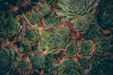 Güzel sonbahar yaprakları ve yağmur sonrası su damlaları. Muhteşem sonbahar renkleri. Bulanık makro yapraklar. Renkli sonbahar yapraklarına düşen yağmur damlalarıyla örümcek ağı yakın plan.