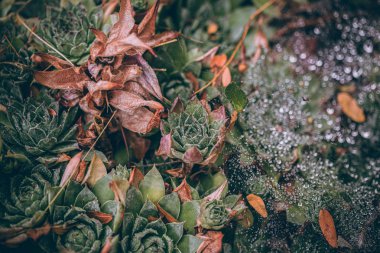 Güzel sonbahar yaprakları ve yağmur sonrası su damlaları. Muhteşem sonbahar renkleri. Bulanık makro yapraklar. Renkli sonbahar yapraklarına düşen yağmur damlalarıyla örümcek ağı yakın plan.