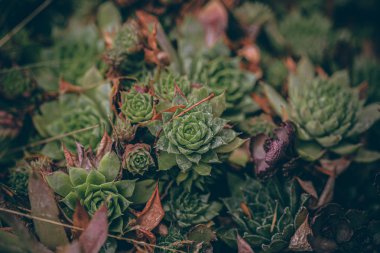 Güzel sonbahar yaprakları ve yağmur sonrası su damlaları. Muhteşem sonbahar renkleri. Bulanık makro yapraklar. Renkli sonbahar yapraklarına düşen yağmur damlalarıyla örümcek ağı yakın plan.