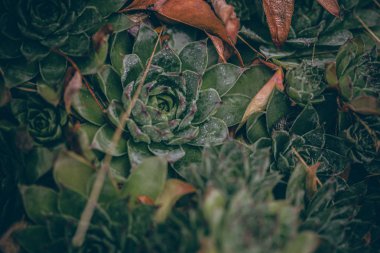 Güzel sonbahar yaprakları ve yağmur sonrası su damlaları. Muhteşem sonbahar renkleri. Bulanık makro yapraklar. Renkli sonbahar yapraklarına düşen yağmur damlalarıyla örümcek ağı yakın plan.