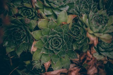 Güzel sonbahar yaprakları ve yağmur sonrası su damlaları. Muhteşem sonbahar renkleri. Bulanık makro yapraklar. Renkli sonbahar yapraklarına düşen yağmur damlalarıyla örümcek ağı yakın plan.