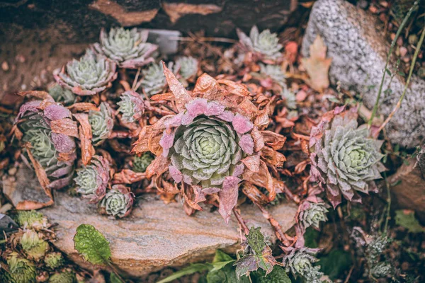 Güzel sonbahar yaprakları ve yağmur sonrası su damlaları. Muhteşem sonbahar renkleri. Bulanık makro yapraklar. Renkli sonbahar yapraklarına düşen yağmur damlalarıyla örümcek ağı yakın plan.