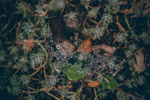 Beautiful Fall leaves with water drops after rain. Amazing Autumn colors. Blurred macro Fall foliage. Spider web closeup with rain drops on colorful Autumn leaves. — Stock Photo, Image