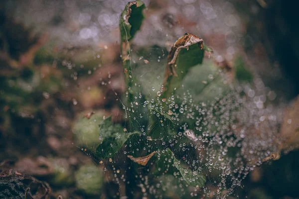 Güzel sonbahar yaprakları ve yağmur sonrası su damlaları. Muhteşem sonbahar renkleri. Bulanık makro yapraklar. Renkli sonbahar yapraklarına düşen yağmur damlalarıyla örümcek ağı yakın plan.