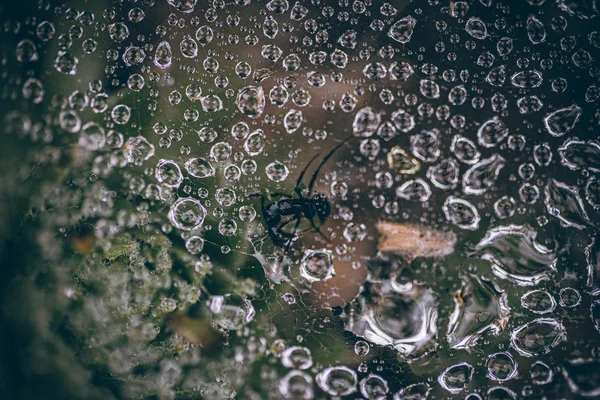 Güzel sonbahar yaprakları ve yağmur sonrası su damlaları. Muhteşem sonbahar renkleri. Bulanık makro yapraklar. Renkli sonbahar yapraklarına düşen yağmur damlalarıyla örümcek ağı yakın plan.