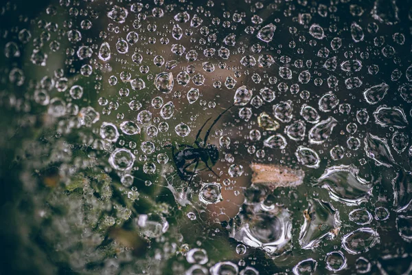 Güzel sonbahar yaprakları ve yağmur sonrası su damlaları. Muhteşem sonbahar renkleri. Bulanık makro yapraklar. Renkli sonbahar yapraklarına düşen yağmur damlalarıyla örümcek ağı yakın plan.