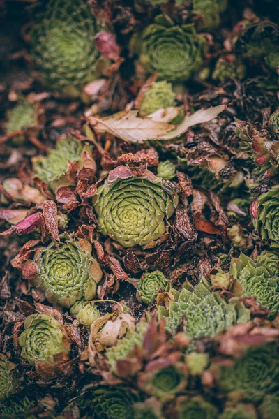 Güzel sonbahar yaprakları ve yağmur sonrası su damlaları. Muhteşem sonbahar renkleri. Bulanık makro yapraklar. Renkli sonbahar yapraklarına düşen yağmur damlalarıyla örümcek ağı yakın plan.