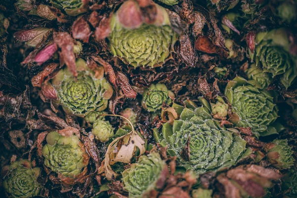 Güzel sonbahar yaprakları ve yağmur sonrası su damlaları. Muhteşem sonbahar renkleri. Bulanık makro yapraklar. Renkli sonbahar yapraklarına düşen yağmur damlalarıyla örümcek ağı yakın plan.