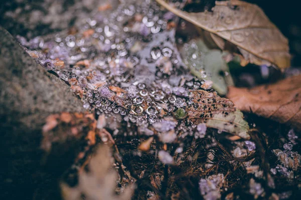 Beautiful Fall leaves with water drops after rain. Amazing Autumn colors. Blurred macro Fall foliage. Spider web closeup with rain drops on colorful Autumn leaves. — Stock Photo, Image