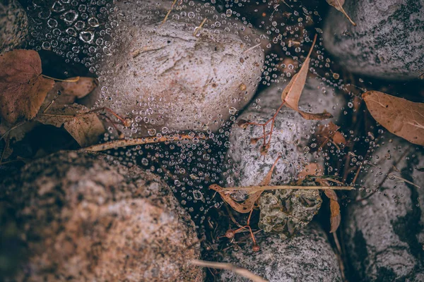 Güzel sonbahar yaprakları ve yağmur sonrası su damlaları. Muhteşem sonbahar renkleri. Bulanık makro yapraklar. Renkli sonbahar yapraklarına düşen yağmur damlalarıyla örümcek ağı yakın plan.