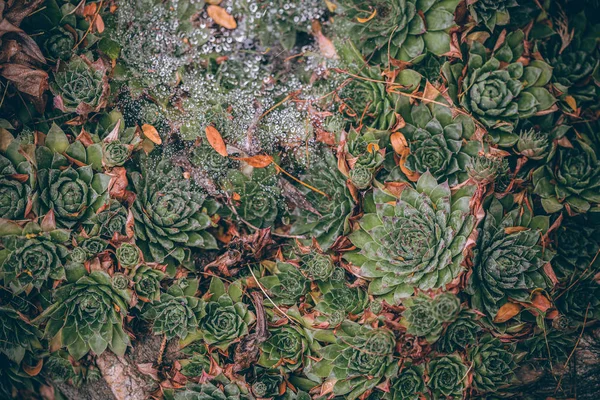 Güzel sonbahar yaprakları ve yağmur sonrası su damlaları. Muhteşem sonbahar renkleri. Bulanık makro yapraklar. Renkli sonbahar yapraklarına düşen yağmur damlalarıyla örümcek ağı yakın plan.