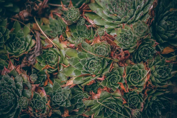 Güzel sonbahar yaprakları ve yağmur sonrası su damlaları. Muhteşem sonbahar renkleri. Bulanık makro yapraklar. Renkli sonbahar yapraklarına düşen yağmur damlalarıyla örümcek ağı yakın plan.