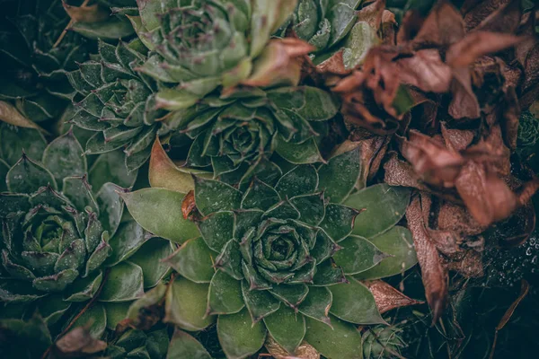 Güzel sonbahar yaprakları ve yağmur sonrası su damlaları. Muhteşem sonbahar renkleri. Bulanık makro yapraklar. Renkli sonbahar yapraklarına düşen yağmur damlalarıyla örümcek ağı yakın plan.