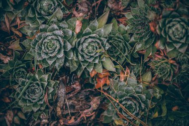 Güzel sonbahar yaprakları ve yağmur sonrası su damlaları. Muhteşem sonbahar renkleri. Bulanık makro yapraklar. Renkli sonbahar yapraklarına düşen yağmur damlalarıyla örümcek ağı yakın plan.