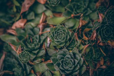 Güzel sonbahar yaprakları ve yağmur sonrası su damlaları. Muhteşem sonbahar renkleri. Bulanık makro yapraklar. Renkli sonbahar yapraklarına düşen yağmur damlalarıyla örümcek ağı yakın plan.