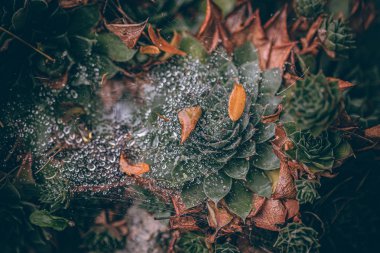 Güzel sonbahar yaprakları ve yağmur sonrası su damlaları. Muhteşem sonbahar renkleri. Bulanık makro yapraklar. Renkli sonbahar yapraklarına düşen yağmur damlalarıyla örümcek ağı yakın plan.