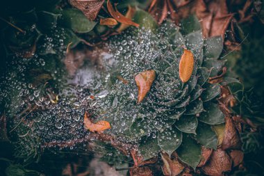 Güzel sonbahar yaprakları ve yağmur sonrası su damlaları. Muhteşem sonbahar renkleri. Bulanık makro yapraklar. Renkli sonbahar yapraklarına düşen yağmur damlalarıyla örümcek ağı yakın plan.