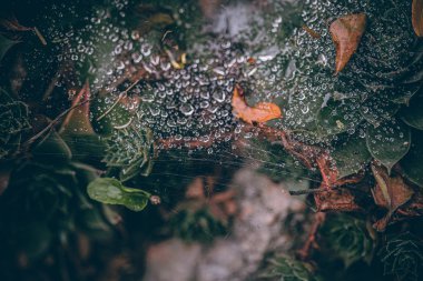 Güzel sonbahar yaprakları ve yağmur sonrası su damlaları. Muhteşem sonbahar renkleri. Bulanık makro yapraklar. Renkli sonbahar yapraklarına düşen yağmur damlalarıyla örümcek ağı yakın plan.