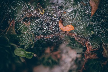Güzel sonbahar yaprakları ve yağmur sonrası su damlaları. Muhteşem sonbahar renkleri. Bulanık makro yapraklar. Renkli sonbahar yapraklarına düşen yağmur damlalarıyla örümcek ağı yakın plan.