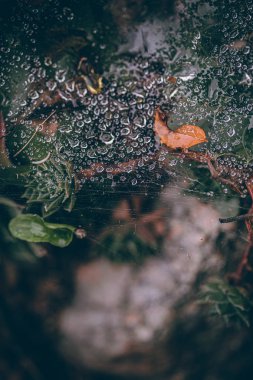 Güzel sonbahar yaprakları ve yağmur sonrası su damlaları. Muhteşem sonbahar renkleri. Bulanık makro yapraklar. Renkli sonbahar yapraklarına düşen yağmur damlalarıyla örümcek ağı yakın plan.