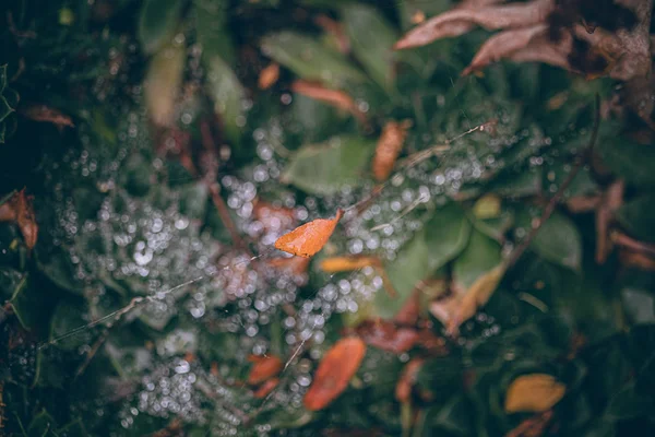 Güzel sonbahar yaprakları ve yağmur sonrası su damlaları. Muhteşem sonbahar renkleri. Bulanık makro yapraklar. Renkli sonbahar yapraklarına düşen yağmur damlalarıyla örümcek ağı yakın plan. — Stok fotoğraf