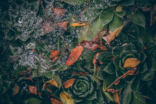 Piękny jesień liście z kroplami wody po deszczu. Niesamowite kolory jesieni. Niewyraźne liście makro Jesień. Zbliżenie pająka z kroplami deszczu na kolorowych jesiennych liściach. — Zdjęcie stockowe