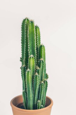 Minimalist, ev ofisi, minimalizm, sulu, ofis alanı, kaktüs, bitki, yeşil, doğa, ev, detay, botanik, botanik, aloe, yaprak, yeşillik, tropikal, yakın çekim, dekor, büyüme, kapalı alan, büyüme, büyüme