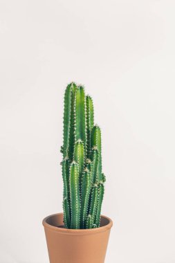 Minimalist, ev ofisi, minimalizm, sulu, ofis alanı, kaktüs, bitki, yeşil, doğa, ev, detay, botanik, botanik, aloe, yaprak, yeşillik, tropikal, yakın çekim, dekor, büyüme, kapalı alan, büyüme, büyüme