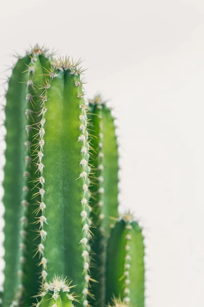 minimalist, home office, minimalism, succulent, office space, cactus, plant, green, nature, house, home, detail, botanical, botany, aloe, leaf, foliage, tropical, closeup, decor, growth, indoor, growi