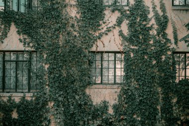 Sarmaşık evin duvarında asılı. Vintage pencerelerde sonbahar yaprakları sarmaşık. Kırmızı, sarı ve yeşil yapraklar.