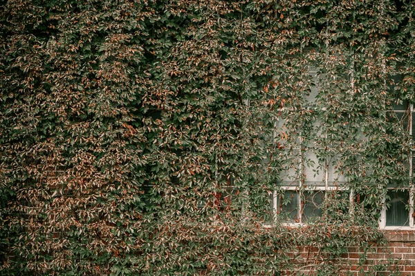 Título: Ivy on the wall of the house. El otoño deja hiedra en las ventanas vintage. Hojas rojas, amarillas y verdes . — Foto de Stock