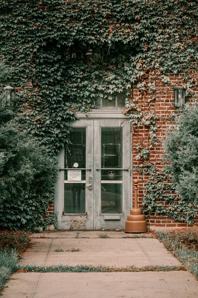 Sarmaşık evin duvarında asılı. Vintage pencerelerde sonbahar yaprakları sarmaşık. Kırmızı, sarı ve yeşil yapraklar. — Stok fotoğraf