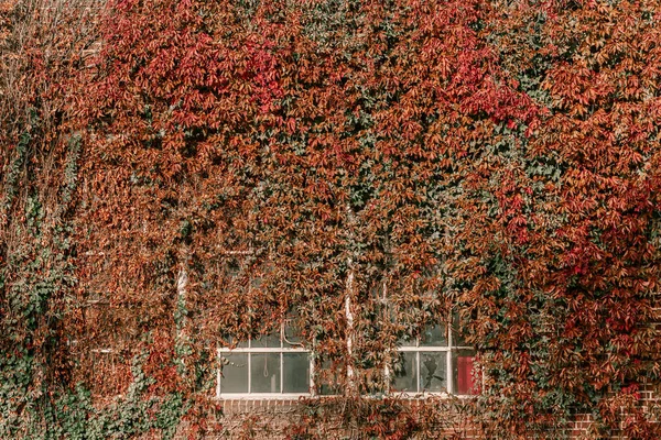 Título: Hera na parede da casa. O outono deixa hera nas janelas vintage. Folhas vermelhas, amarelas e verdes . — Fotografia de Stock