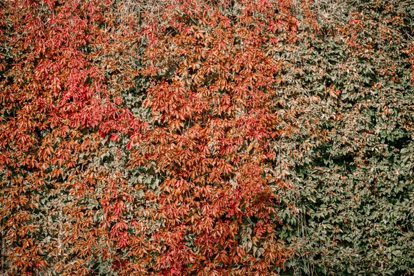 Título: Hera na parede da casa. O outono deixa hera nas janelas vintage. Folhas vermelhas, amarelas e verdes . — Fotografia de Stock