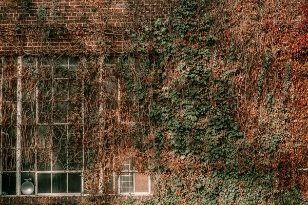 Sarmaşık evin duvarında asılı. Vintage pencerelerde sonbahar yaprakları sarmaşık. Kırmızı, sarı ve yeşil yapraklar. — Stok fotoğraf