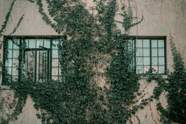 Título: Hera na parede da casa. O outono deixa hera nas janelas vintage. Folhas vermelhas, amarelas e verdes . — Fotografia de Stock