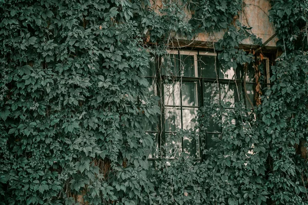 Sarmaşık evin duvarında asılı. Vintage pencerelerde sonbahar yaprakları sarmaşık. Kırmızı, sarı ve yeşil yapraklar. — Stok fotoğraf