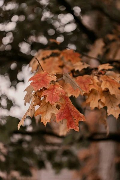 Golden Autumn season in October. Fall trees. Oak tree with red, orange and yellow leav. Sunny Autumn day in October. Halloween season. Denver streets on Fall season. — Stock Photo, Image