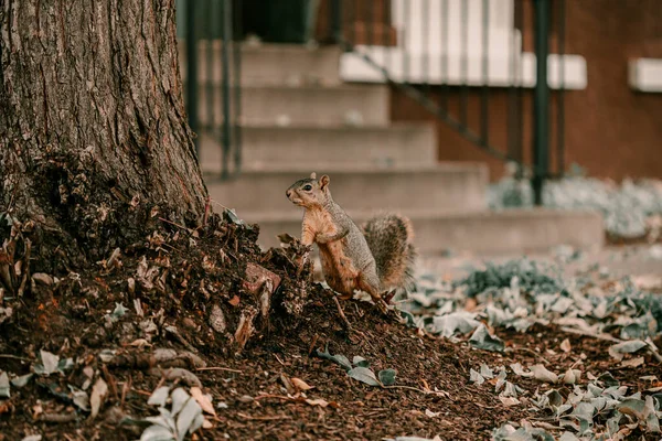 귀여운 갈색 털 다람쥐가 큰 나무를정돈하고 있습니다. 카메라 다람쥐에게 말이죠. 나무에 오르기. 10 월 시즌. 가을이 되면, 노란 잎들. 다람쥐가 카메라를 보고 있습니다. 다람쥐 뒤에 있는 집, 이웃 — 스톡 사진