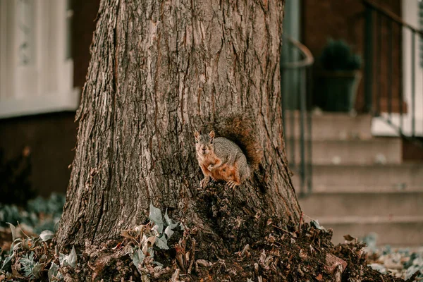 Adorable écureuil brun fourrure grand arbre soigné. Poser à l'écureuil caméra. Grimper sur l'arbre. La saison d'octobre. Automne, feuilles jaunes. Un écureuil qui regarde la caméra. Maison derrière écureuil, voisin — Photo