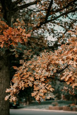 Ekim 'de Altın Sonbahar sezonu. Düşen ağaçlar. Kırmızı, turuncu ve sarı yapraklı meşe ağacı. Ekim ayında güneşli bir sonbahar günü. Cadılar Bayramı sezonu. Denver sokakları sonbahar mevsiminde.