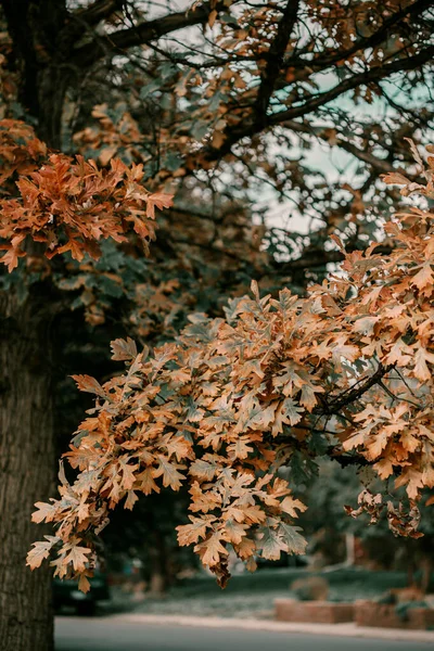 Golden Autumn season in October. Fall trees. Oak tree with red, orange and yellow leav. Sunny Autumn day in October. Halloween season. Denver streets on Fall season. — Stock Photo, Image